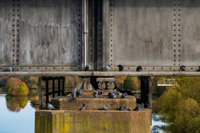 Birds perching on metal wall