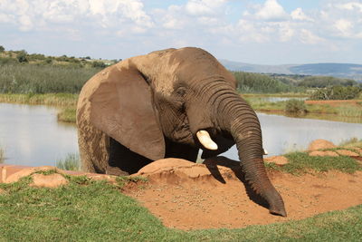 View of elephant drinking water