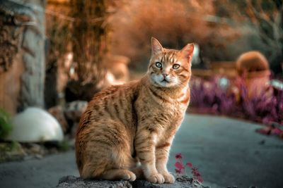 Portrait of cat sitting outdoors