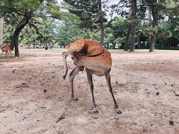 Giraffe standing in a field