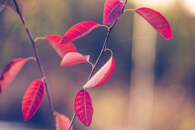 Close-up of pink flowering plant