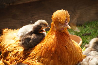 Close-up of young birds