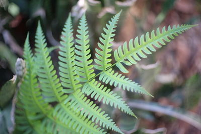 Close-up of fern