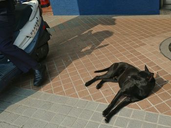 Dog lying on floor