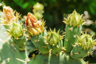 Prickly pear cactus with numerous yellow flowers, grows in the park, outdoors.