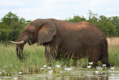 Side view of elephant drinking water