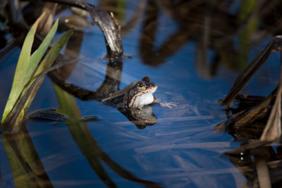 Close-up of duck swimming in lake