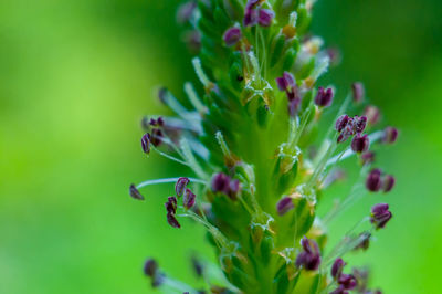 Close-up of purple flowering plant