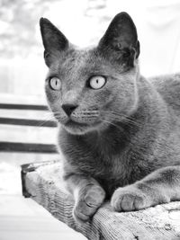 Close-up portrait of cat relaxing at home