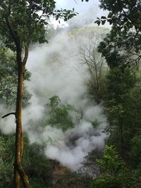 Scenic view of forest against cloudy sky