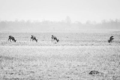 Horses running on field against sky