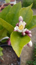 Close-up of flower blooming outdoors