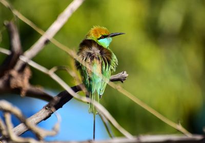 Close-up of bird perching on plant