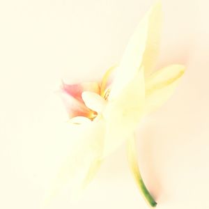 Close-up of white flowers blooming against white background