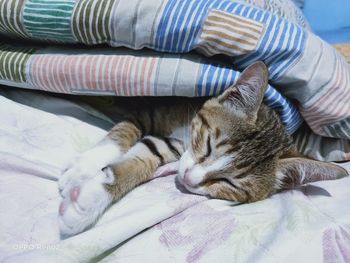 Cat sleeping on bed