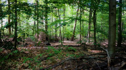 Scenic view of forest