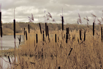 Plants on field against cloudy sky