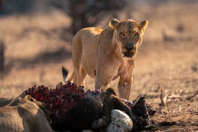 Lioness stands