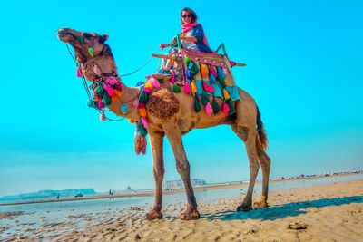 Low angle view of camels on beach