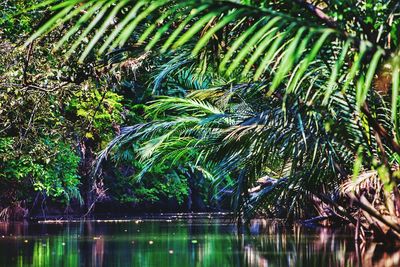 Close-up of plants by lake