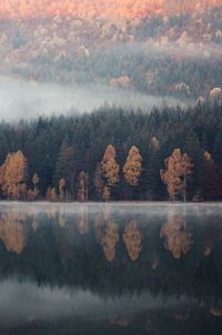 Scenic view of lake in forest during autumn