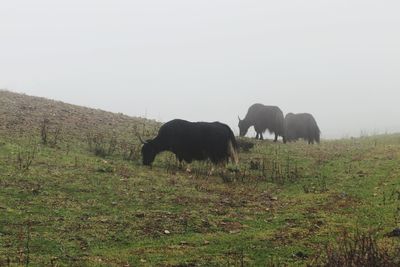 Horses in a field