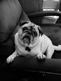 Portrait of dog sitting on sofa