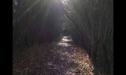 Narrow road along trees