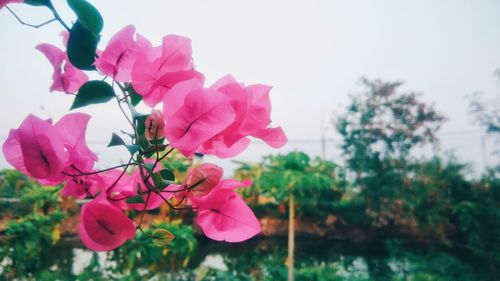 Close-up of pink bougainvillea blooming against sky