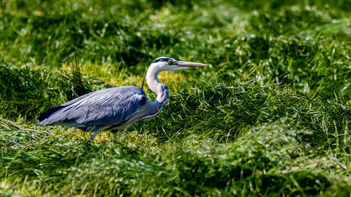 Heron on a field