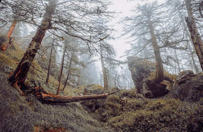 Pine trees in forest