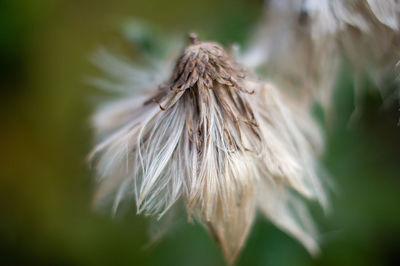 Close-up of wilted flower against blurred background