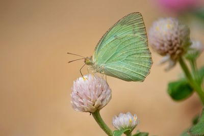 Close-up of butterfly pollinating on flower