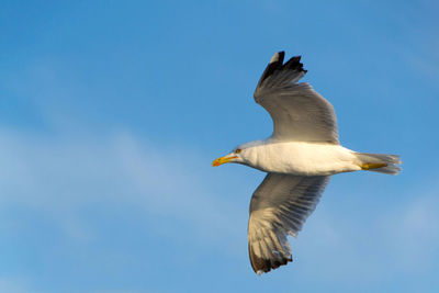 Low angle view of seagull flying in sky