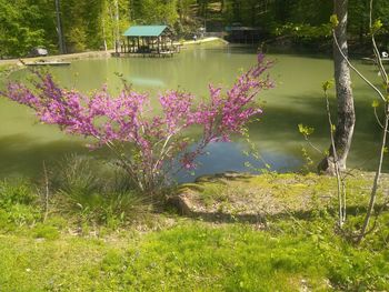 Flowering plants by lake