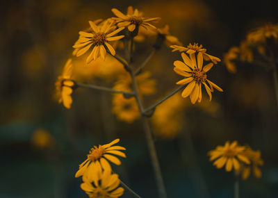 Close-up of yellow flowering plant