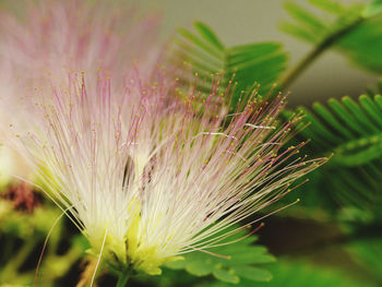 Close-up of pink flowering plant on field