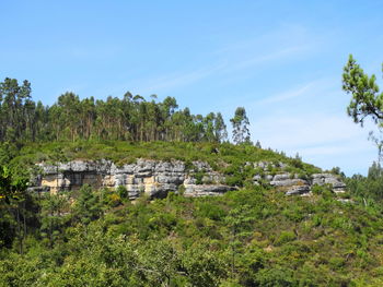 Trees on landscape against sky