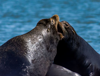 Close-up of seals