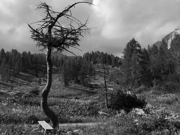 Trees on landscape against sky