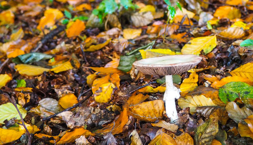 Close-up of mushroom on leaves in forest