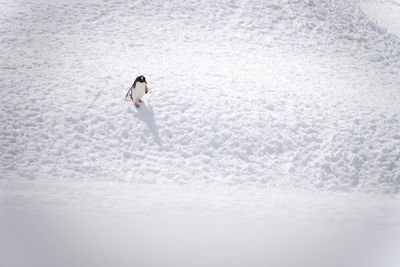 Gentoo penguin walks down slope on snow