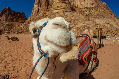 Camels in jordan wadi rum desert on red sand with baby and high mountains in the background