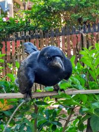 Black bird in a park