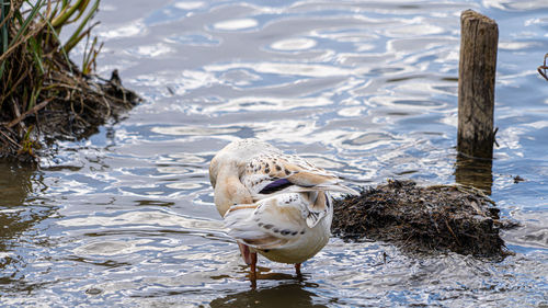 Leucistic mallard on lake preening black and white feathers rare bird