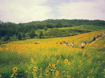 Scenic view of field against sky