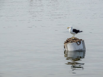 Bird perching on lake