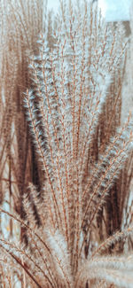 Full frame shot of plants