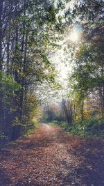 Sun shining through trees in forest