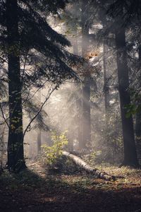Sunlight streaming through trees in forest